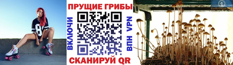 Галлюциногенные грибы Psilocybe  Кандалакша 
